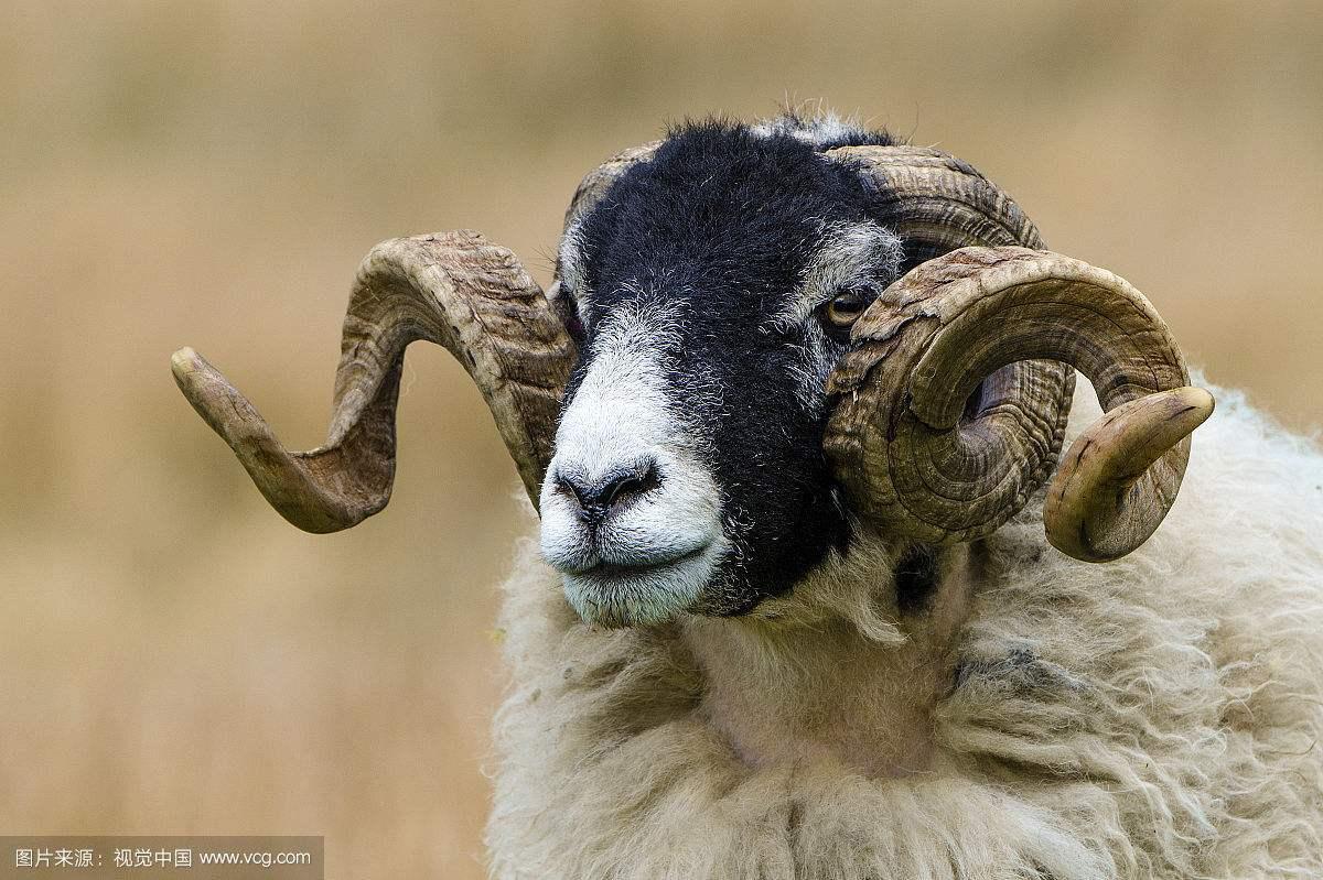 育肥淘汰老种羊,种羊怎样育肥最快