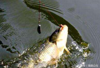 鲫鱼怎么钓才不动,鲫鱼野钓方法与技巧