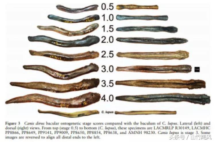 科学研究男性特征,科学认识男性生理问题