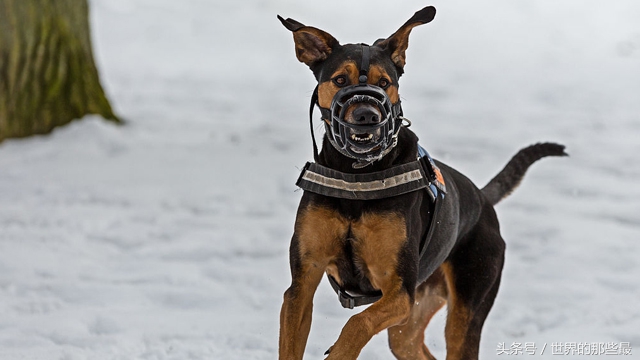 十大速度快又凶猛又忠诚的护卫犬,世界凶猛的十大护卫犬