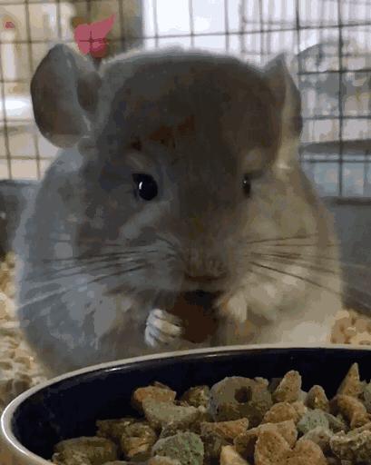 养龙猫的十大坏处,什么人最适合养龙猫