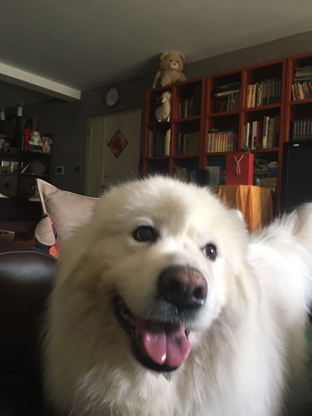 美短虎斑猫一窝,美短虎斑猫的日常