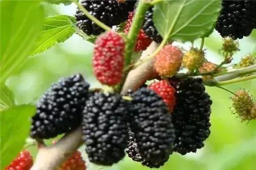 港真！劝你国庆千万别离开广州！因为……