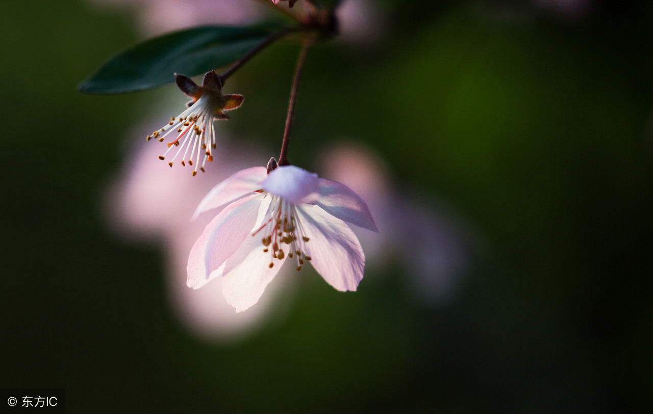 武侠小说中的十大奇物,武侠小说中的各种毒药