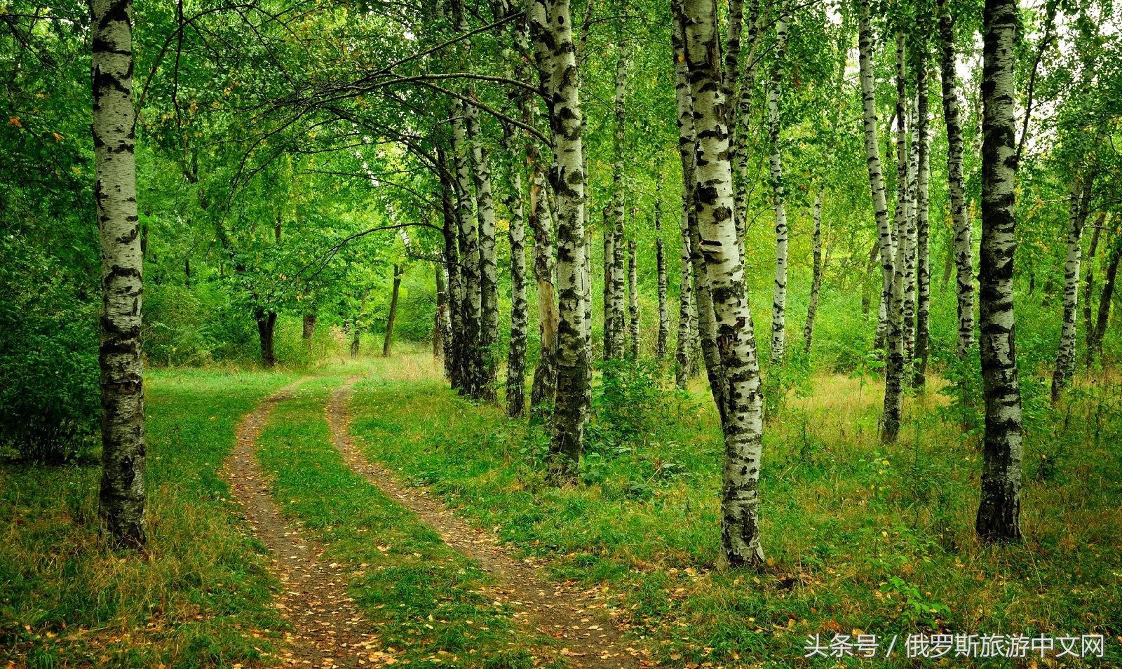 俄罗斯白桦林风景,俄罗斯白桦林视频