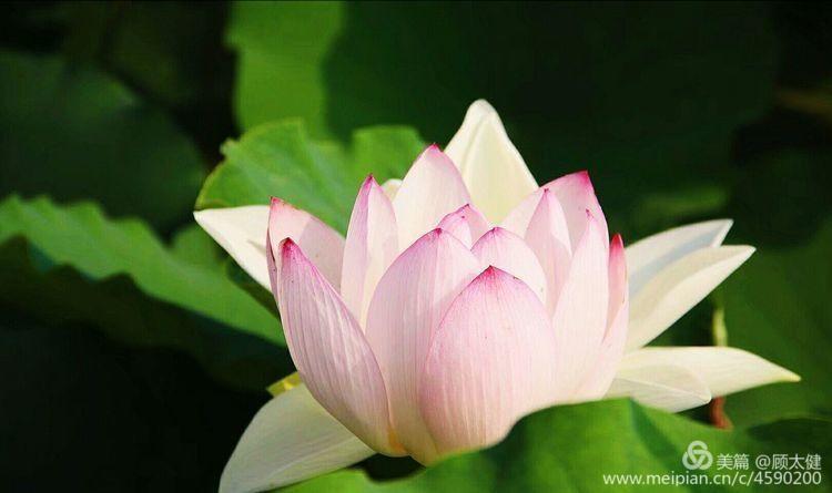 《白浪情丰收节、中秋节、国庆节休闲晚会》优秀作品选登