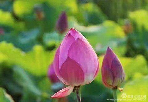 《白浪情丰收节、中秋节、国庆节休闲晚会》优秀作品选登