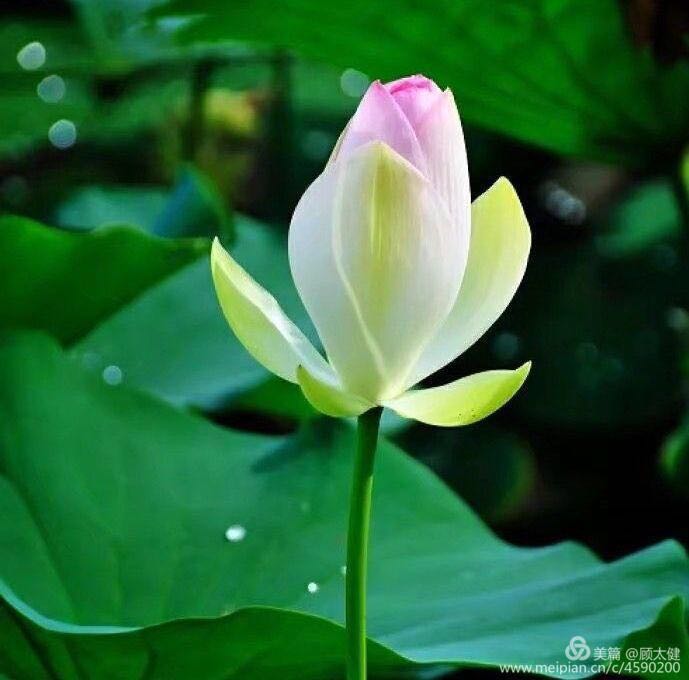 《白浪情丰收节、中秋节、国庆节休闲晚会》优秀作品选登