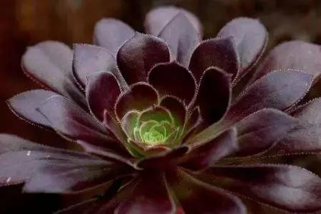 多肉煤烟病用多菌灵有用吗,多肉黑霉病喷多菌灵好用吗