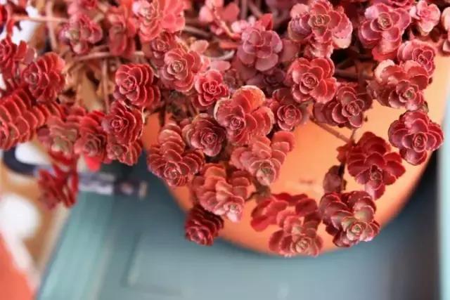 多肉缀化腐黑伤口怎么用多菌灵,多肉黑霉病菌怎么治疗