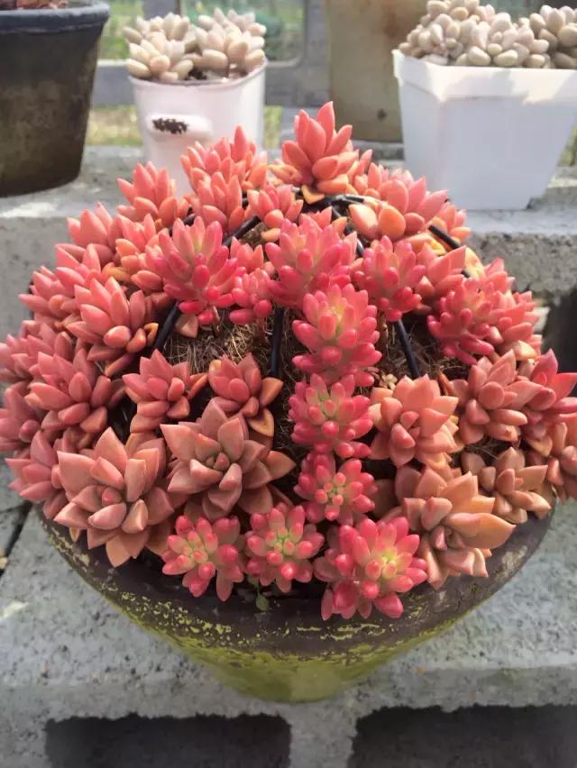 多肉缀化腐黑伤口怎么用多菌灵,多肉黑霉病菌怎么治疗