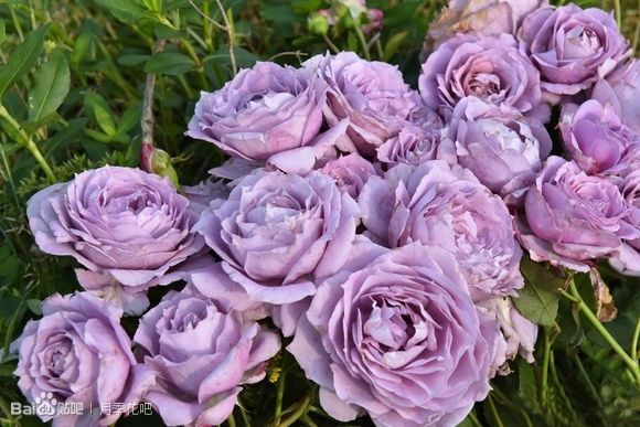 蓝紫色月季品种,39种紫藤品种
