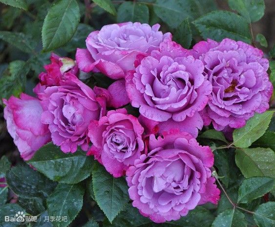 蓝紫色月季品种,39种紫藤品种