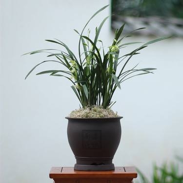 养兰花技巧与方法,养兰花十个小技巧