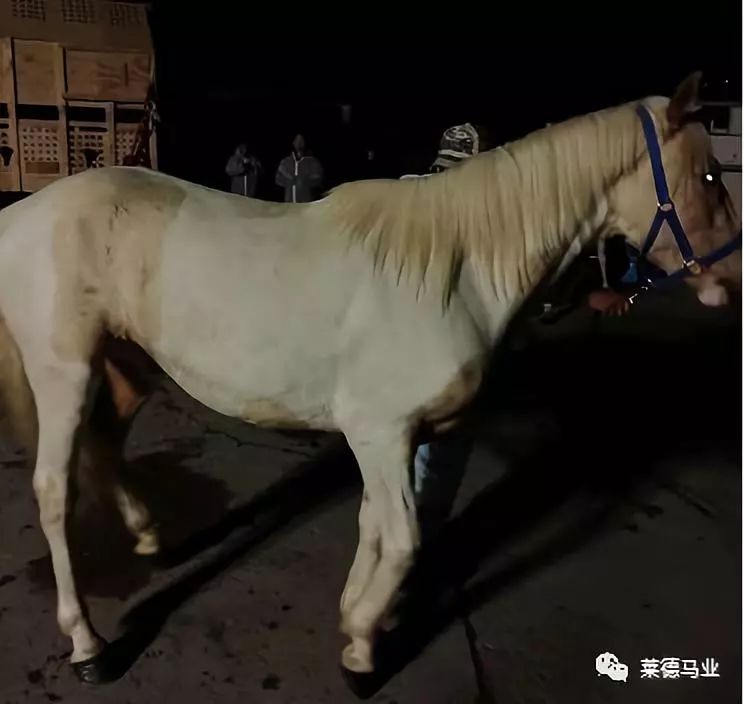 242匹新西兰优骏飞抵，莱德进口马数量与质量稳居全国同行第一！