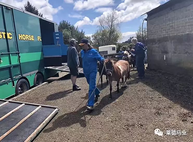 242匹新西兰优骏飞抵，莱德进口马数量与质量稳居全国同行第一！