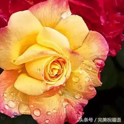 十一送鲜花,十一朵玫瑰送朋友