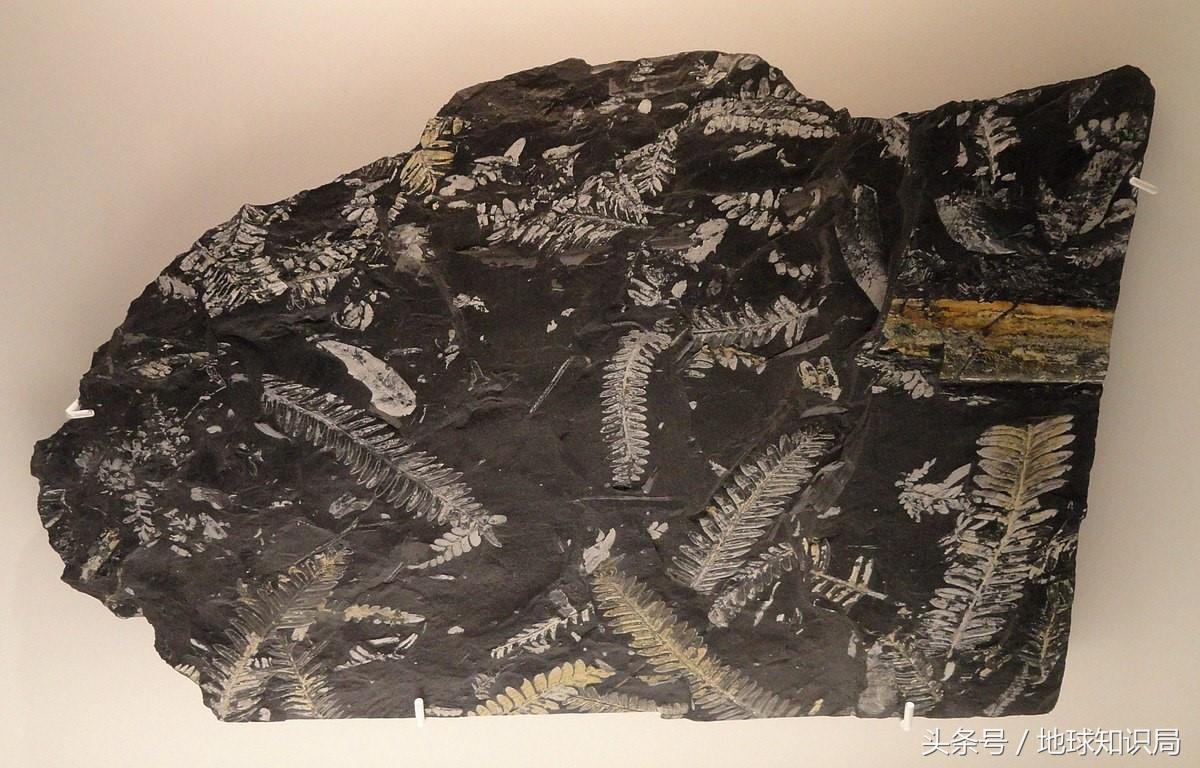 地球上最可怕的虫子,世界上最可怕的而且最厉害的虫子