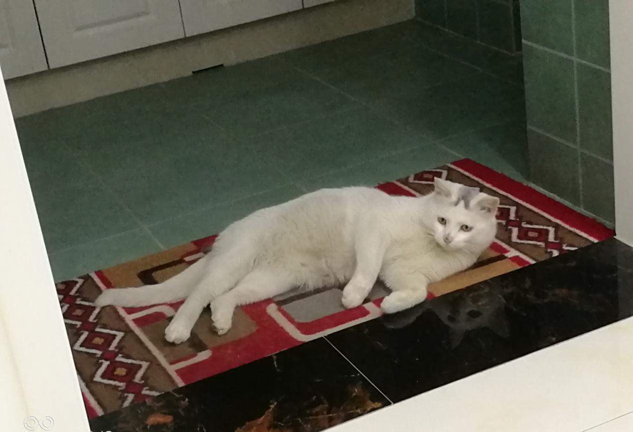 把流浪猫带回来应该怎么养,如何将流浪猫带回家并且将它驯服