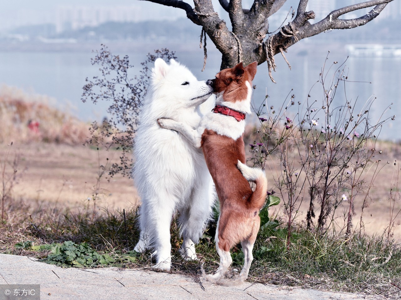 萨摩耶发情了怎么办,怎么判断萨摩耶是否发情