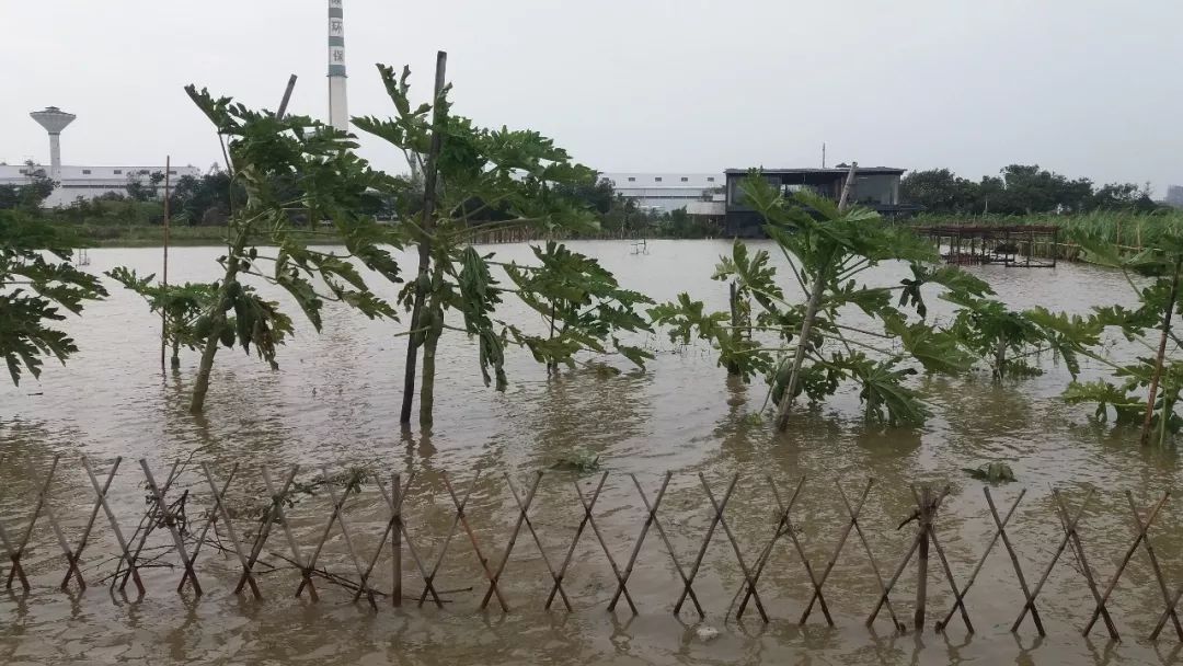 台风后复工复产工作方案,东莞麻涌复工复产进度