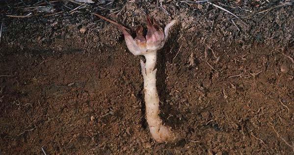 世界上长得最像外星植物的植物,植物界中神秘的植物