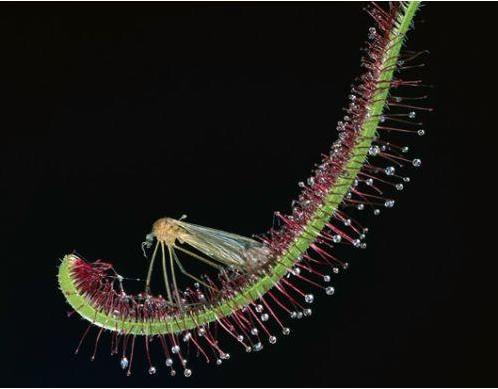 世界上长得最像外星植物的植物,植物界中神秘的植物