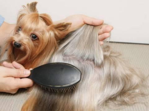 不要羡慕狗狗,不要羡慕狗狗原版