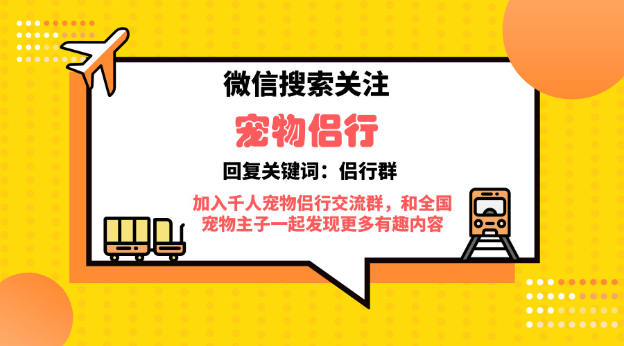 适合带着去旅行的宠物,宠物旅行攻略如何带宠物出门旅游