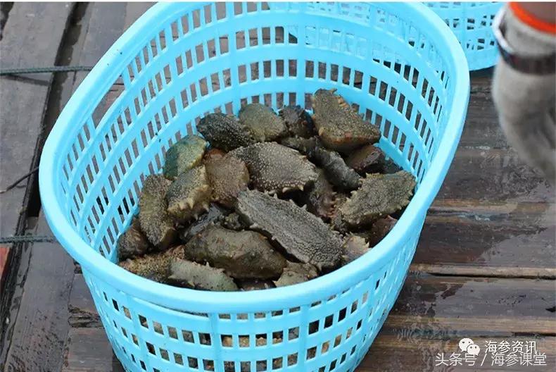 泡发海参飘起来,泡发海参为什么要用矿泉水纯净水