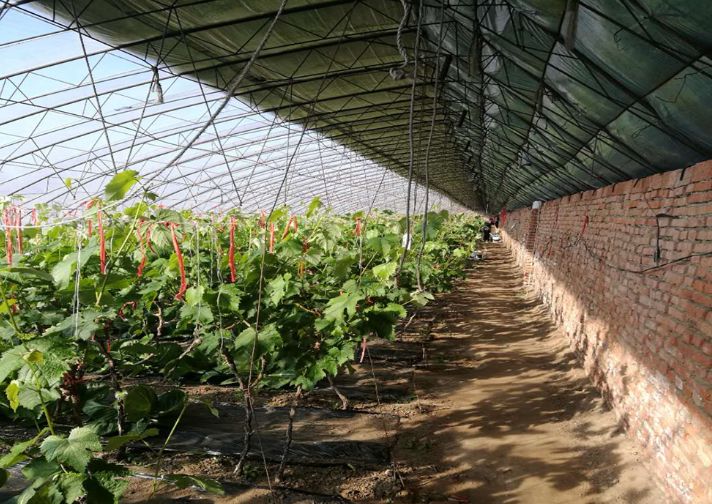 葡萄转色技术视频教程,葡萄转色期有什么禁忌