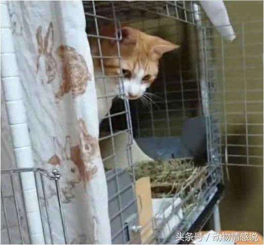 猫咪一直调皮忍不住揍了它,猫咪经常去猫砂盆扒拉几下就走