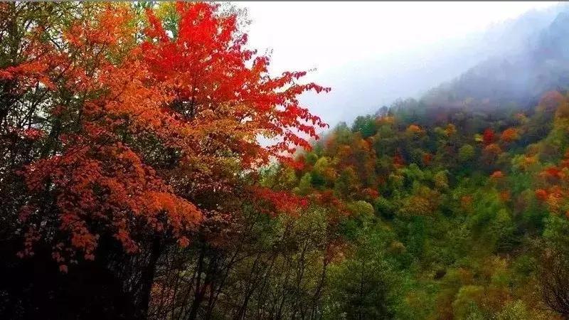 西安出发秦岭最美秋景自驾环线游,西安出发一小时深藏秦岭山水秘境