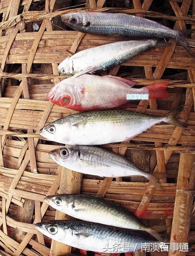 潮汕说的熟鱼和巴浪鱼有什么区别,巴浪鱼只有闽南粤东才有吗