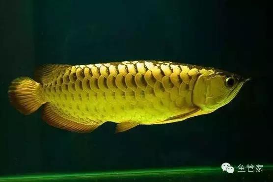 新手养凶猛的鱼推荐龙鱼,如何养好龙鱼小视频