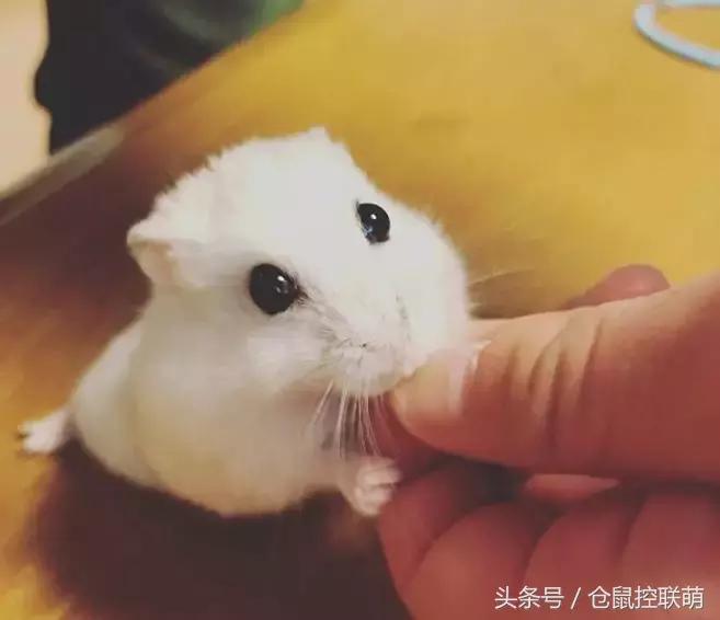 仓鼠太乱了怎么调教,如何选一只亲近人的仓鼠