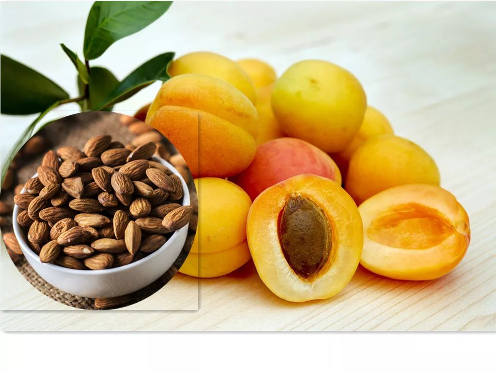 话说补土｜宣肺止咳平喘——杏仁