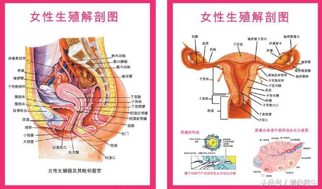 女性妇科病的难言之隐,妇科病痛