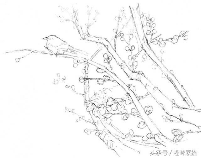素描腊梅图片,腊梅树素描教学