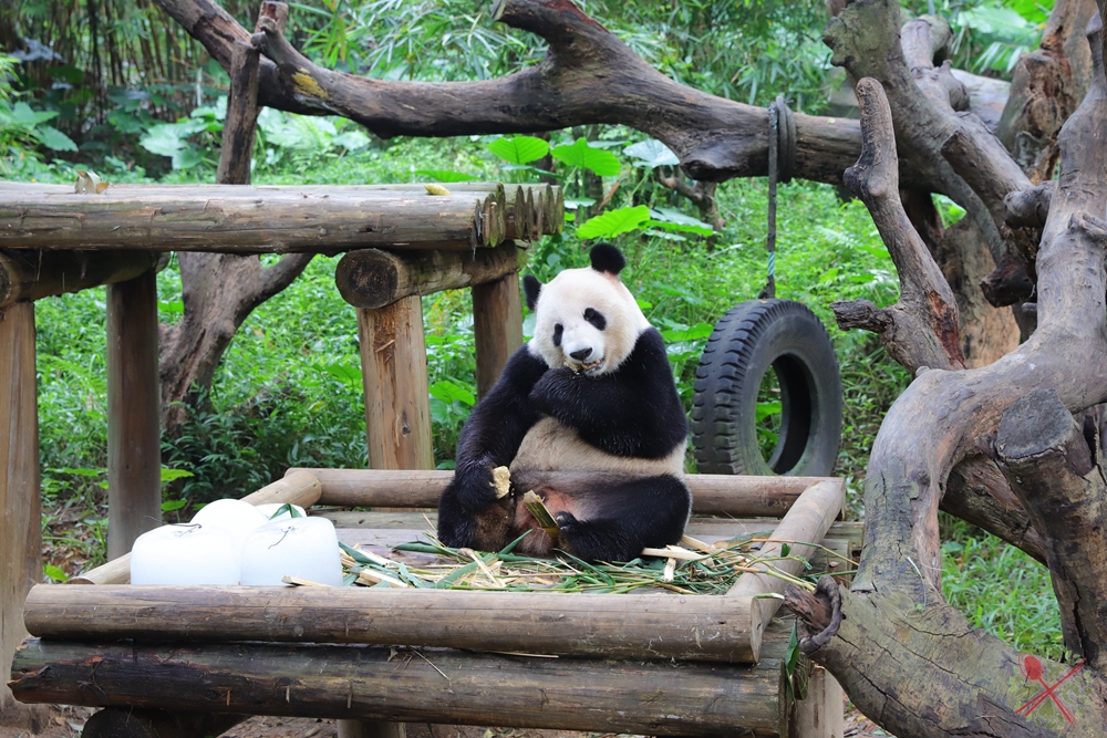 广州长隆乐园最全游玩攻略,广州长隆乐园旅游攻略三天两夜