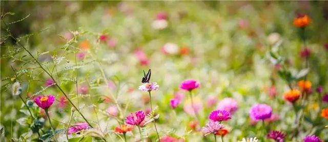 嘉兴有一片花海在哪里,嘉兴最漂亮花海