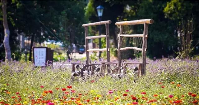 嘉兴有一片花海在哪里,嘉兴最漂亮花海