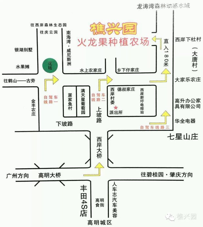 第一次采摘火龙果的体验,高明采摘火龙果