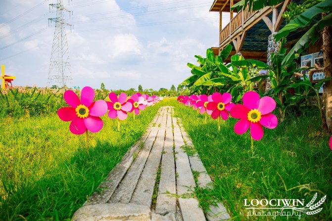 第一次采摘火龙果的体验,高明采摘火龙果