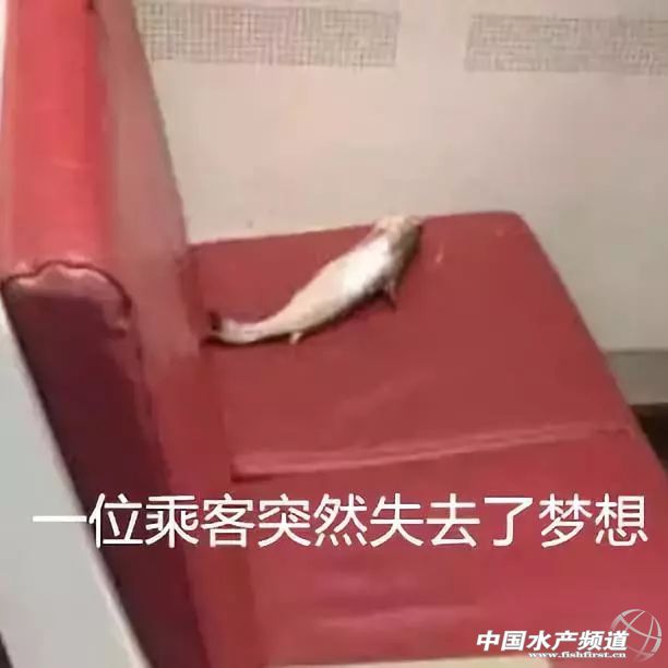 生鱼片哪里最出名,生鱼片排名前十名鱼