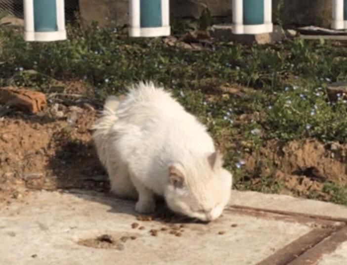 什么？师大的小动物过节了？（内含惊喜）