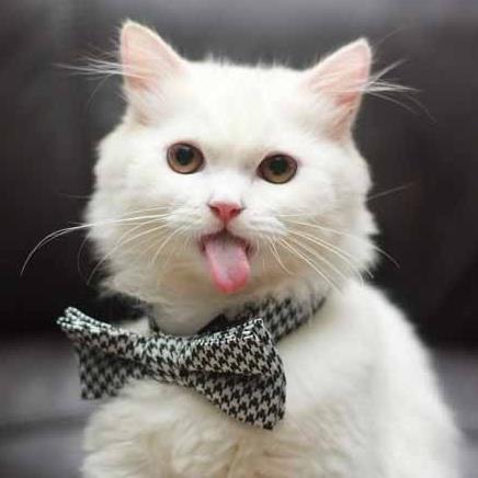 养猫必须做的几件事,养猫每天要做什么