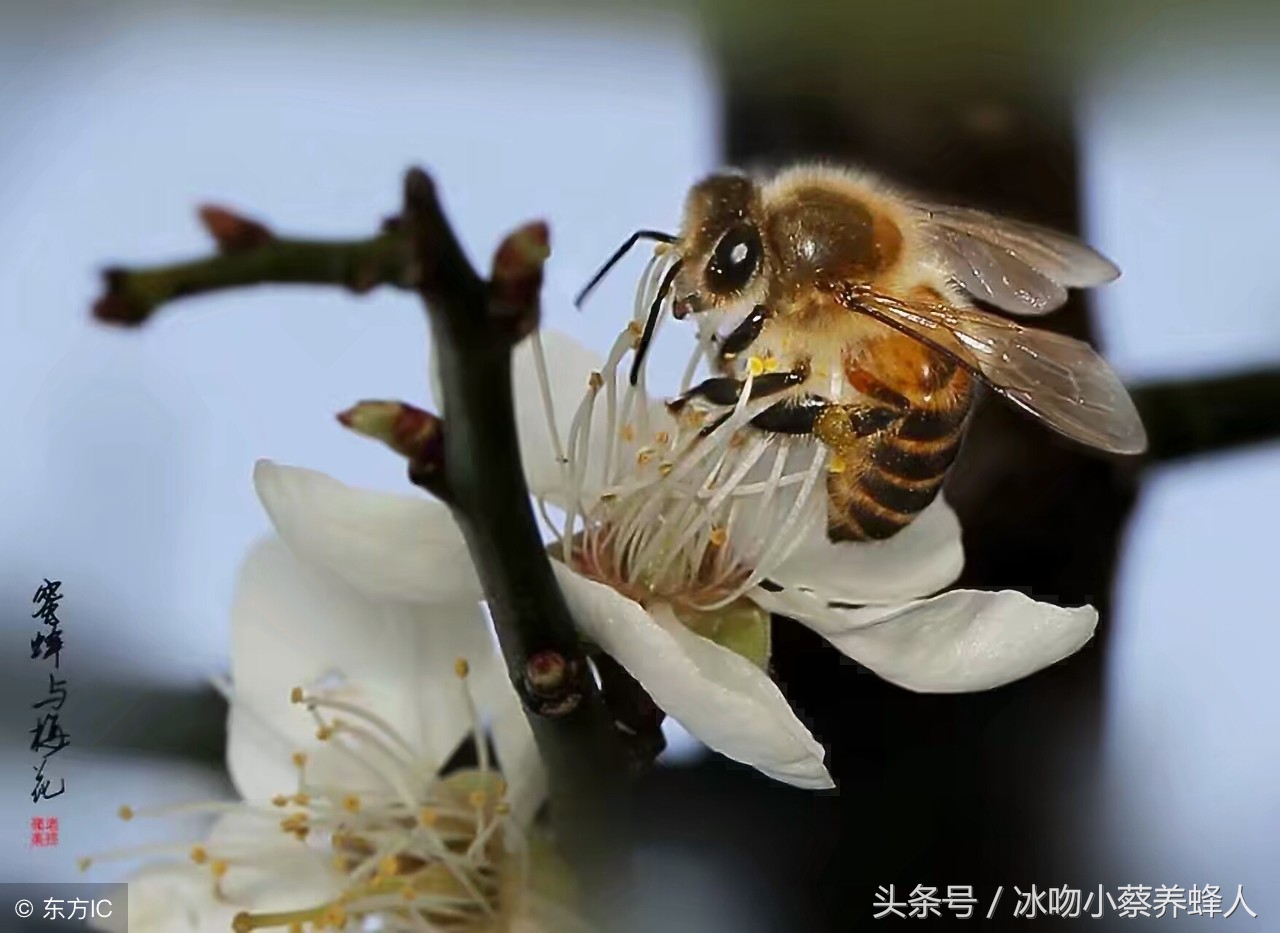 如何才能把蜂养多养强,蜜源少的地方怎么养好中蜂