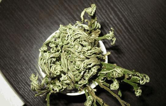 传说中的九死还魂草现实中居然真的存在！太神奇了！