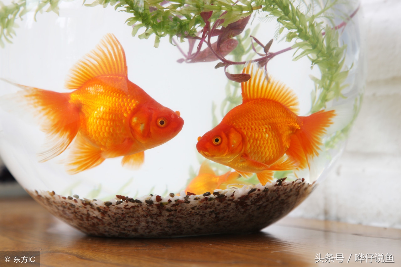 观赏鱼怎么才能养好,养观赏鱼的方法与技巧